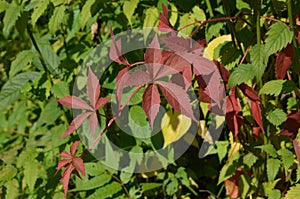 Red leaves of parthenocissus quinquefolia, known asÂ Virginia creeper,Â Victoria creeper,Â five-leaved ivy, orÂ five-finger plant